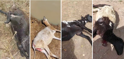 ICHU - Cães continuam dizimando animais de pequeno porte na zona rural 