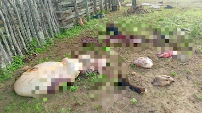 COITÉ - Bois são decapitados e vísceras ficam espalhadas em propriedade rural; criminosos levaram parte da carne
