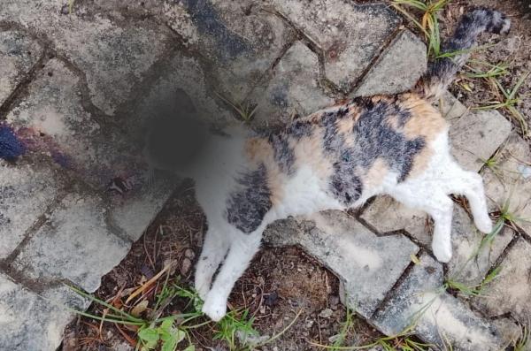 SERRINHA - Moradora denuncia envenenamento de gatos no bairro da Rodagem