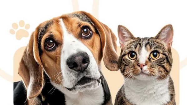 Feirinha de Adoção em Serrinha incentiva o amor e o cuidado com os animais